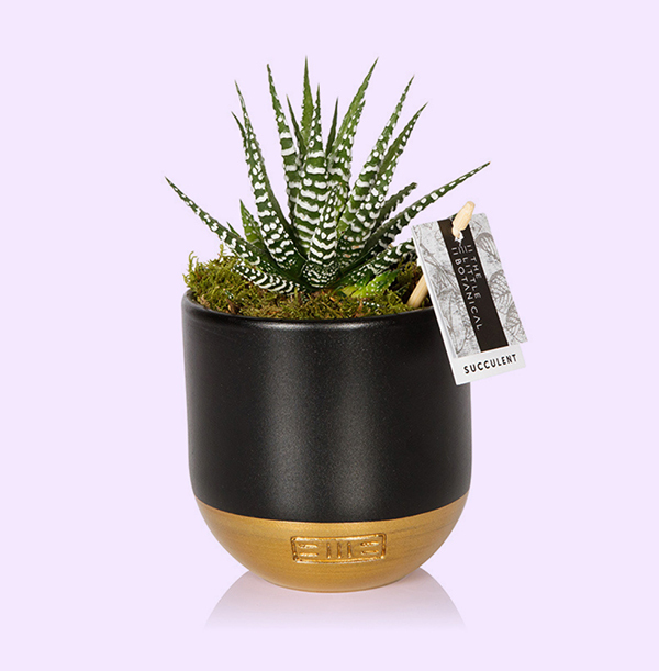 The Little Botanical Small Stripey Haworthia in Black and Gold Ceramic