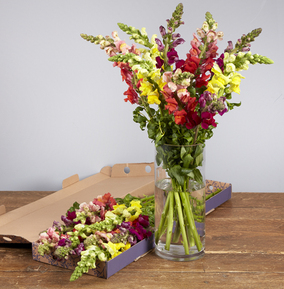 The Colourful Snapdragons Letterbox