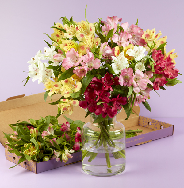 Mixed Summer Alstroemeria Letterbox