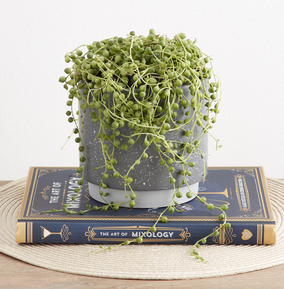 A String of Pearls