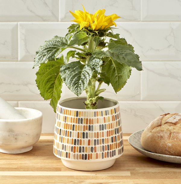 Sunny Sunflower and Pot Set Funky Pigeon
