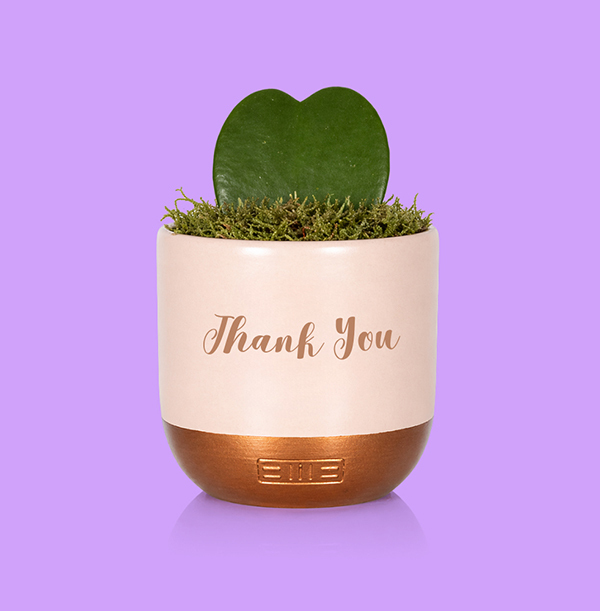 The Little Botanical Thank You Hoya in Pink and Copper Ceramic