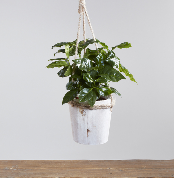 The Coffee Plant - £21.99