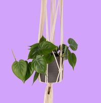 Tap to view The Little Botanical Medium Trailing Plant in Ceramic with Macrame Hanger