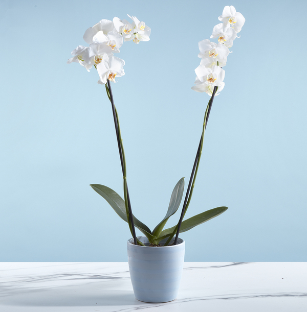 The White Orchid - £29.99