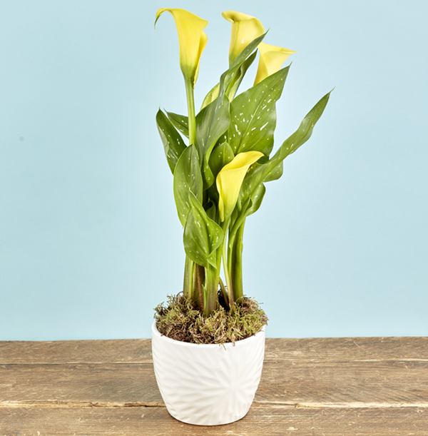 Yellow Calla Lily in White Ceramic