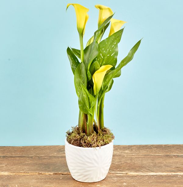 product image gallery_0