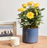 Yellow Rose in Blue Ceramic