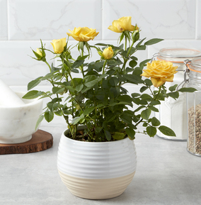Honeypot Yellow Rose