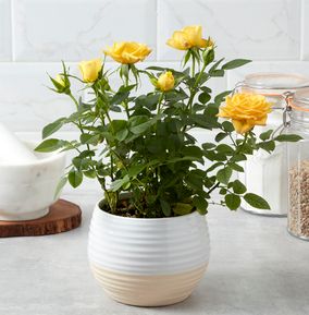 product image gallery_0