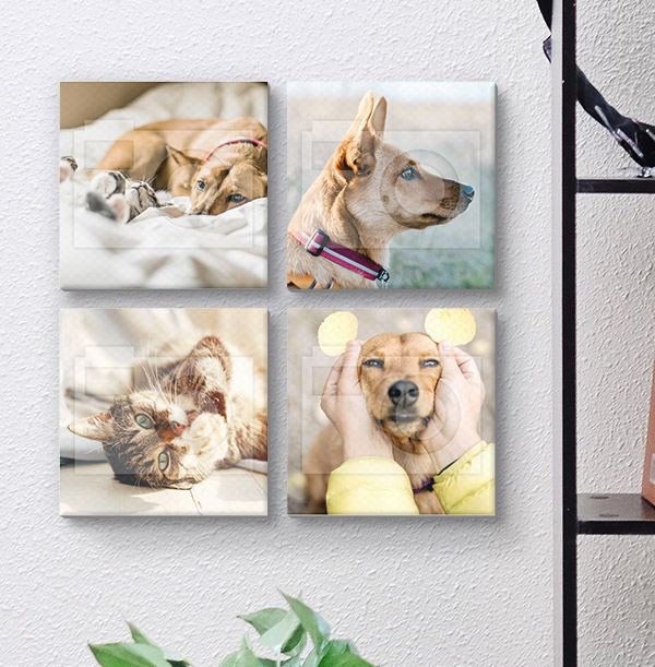 Pet Photo Canvas Set - White Border