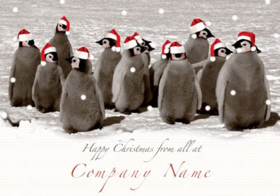 Christmas Black White & Red Penguin Company