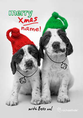 Springer Spaniel Christmas Card - Rachael Hale