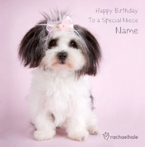 Shih Tzu Birthday Card - Rachael Hale