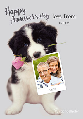 Border Collie Photo Anniversary Card - Rachael Hale