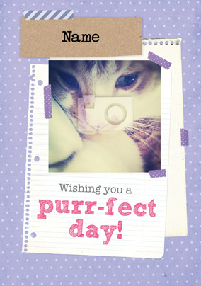Pick of the Litter - Purr-fect Birthday