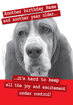 Basset Hound Birthday Card - Paw Play