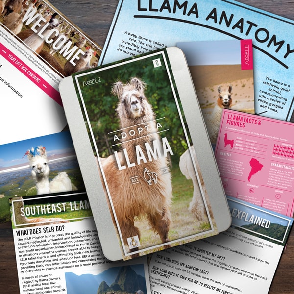 Adopt a llama