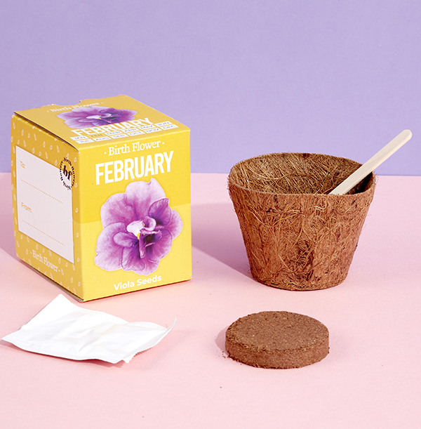 February Grow Your Own Birth Flower Kit - Violet