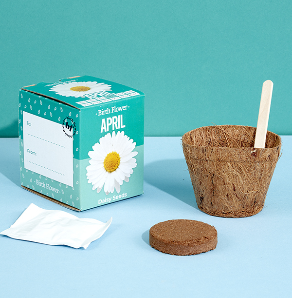 April Grow Your Own Birth Flower Kit - Daisy