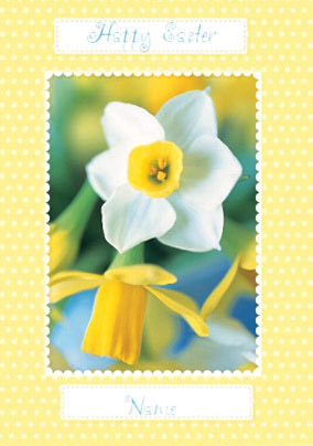 Abacus - Easter Daffodils