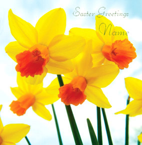 Framed - Easter Daffodils
