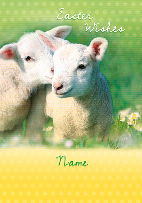 Forget Me Not - Easter Lambs