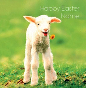 Framed - Easter Baby Lamb
