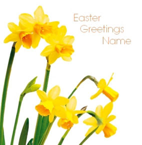 Framed - Easter Daffodil