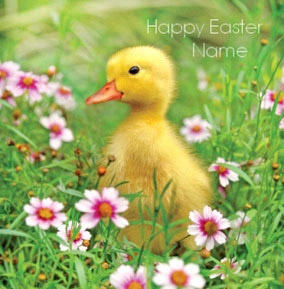 Framed - Easter Duckling