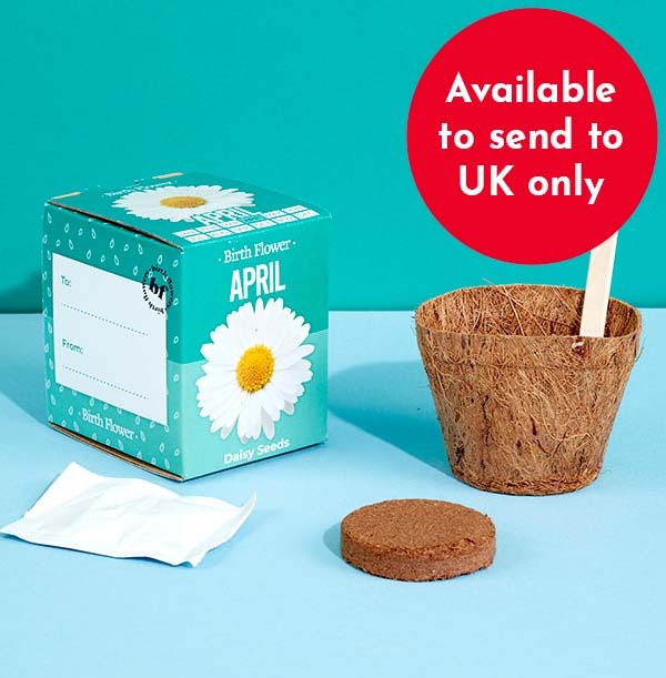April Grow Your Own Birth Flower Kit - Daisy