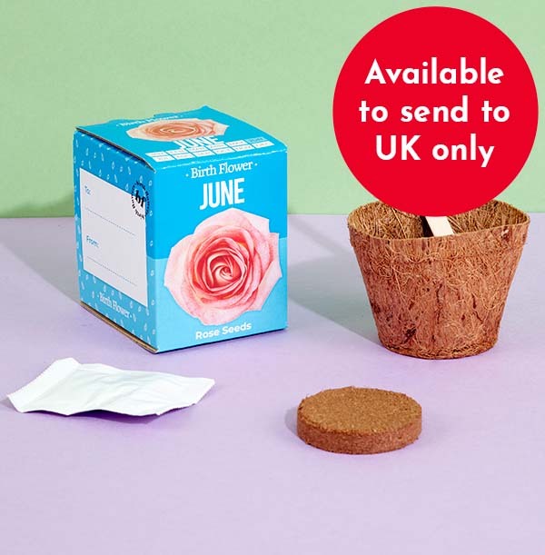 June Grow Your Own Birth Flower Kit - Rose