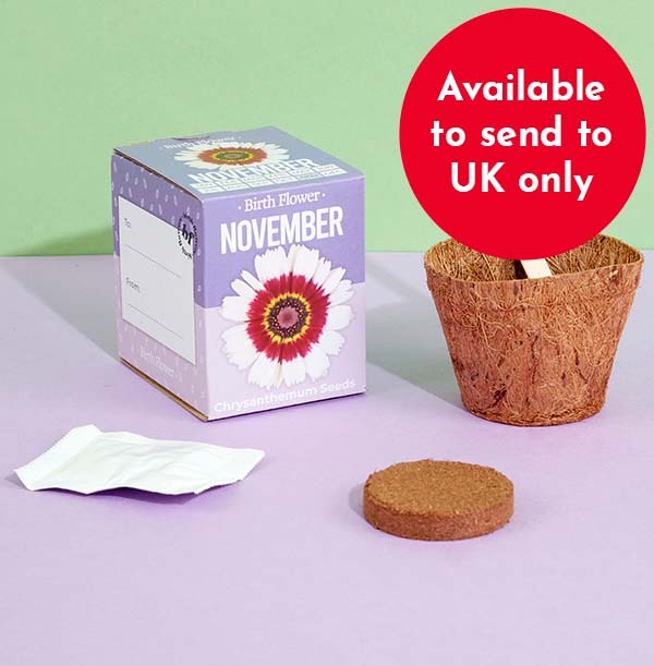 November Grow Your Own Birth Flower Kit - Chrysanthemum