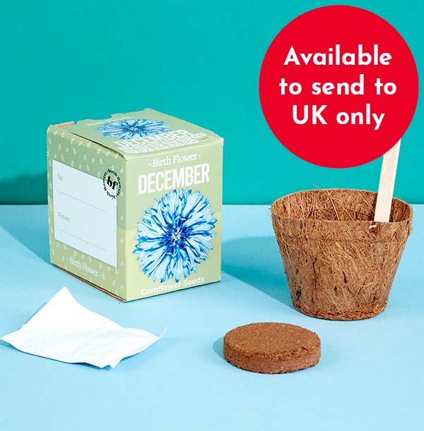 December Grow Your Own Birth Flower Kit - Cornflower