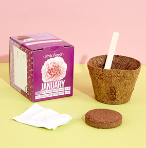 January Grow Your Own Birth Flower Kit - Carnation
