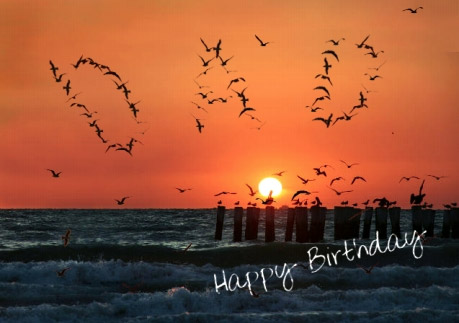 Happy Birthday Birds Dad