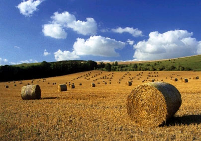 Mark Crocker Hay Field