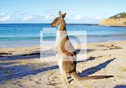 product image gallery_0