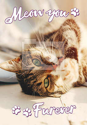 Meow You Furever Photo Postcard