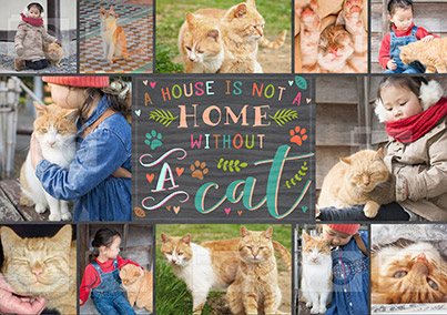 Not A Home Without A Cat Photo Poster