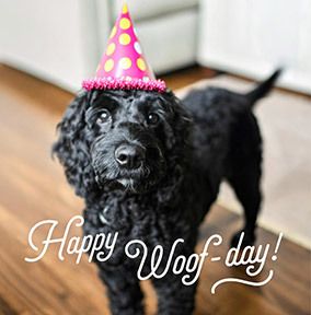 Photo of Happy Woofday Square Birthday Card