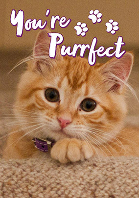 You're Purrfect Cute Pet Photo Card