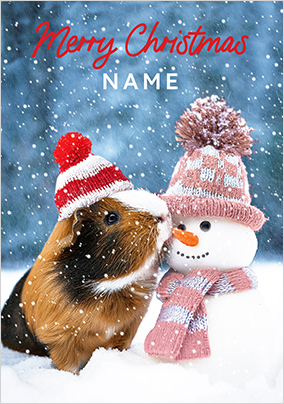 Photographic Guinea Pig Christmas Card