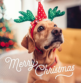 Just My Type Square Photo Christmas Card