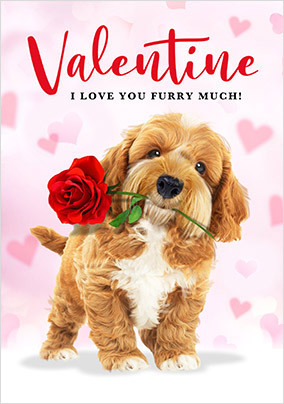 Furry Much Valentine's Day Card