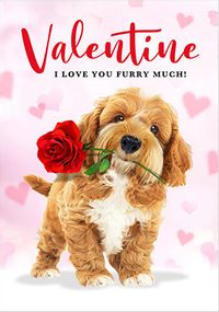 Tap to view Furry Much Valentine's Day Card