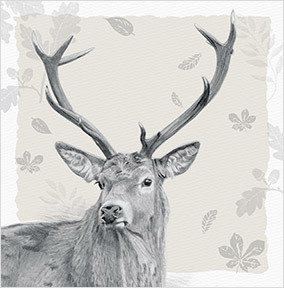 Stag Birthday Card