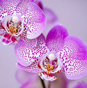Orchid Card