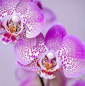 product image front