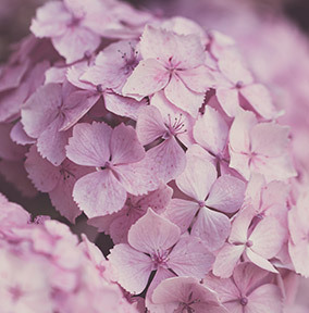 Cherry Blossoms Card